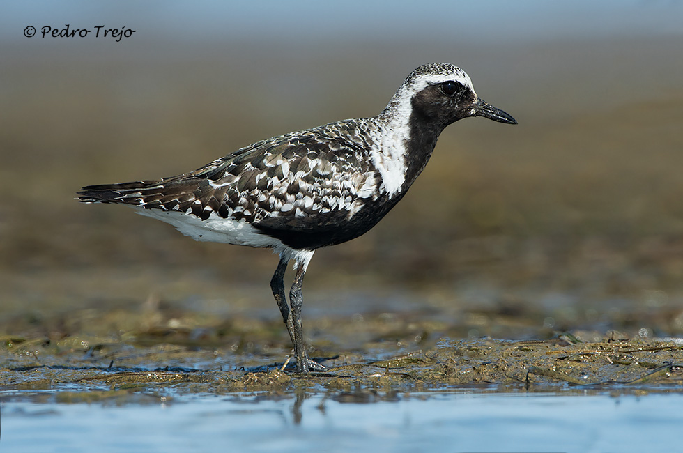 Chorlito gris (Pluvialis squatorola)